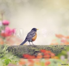Pilt Robin Bird  on a Branch